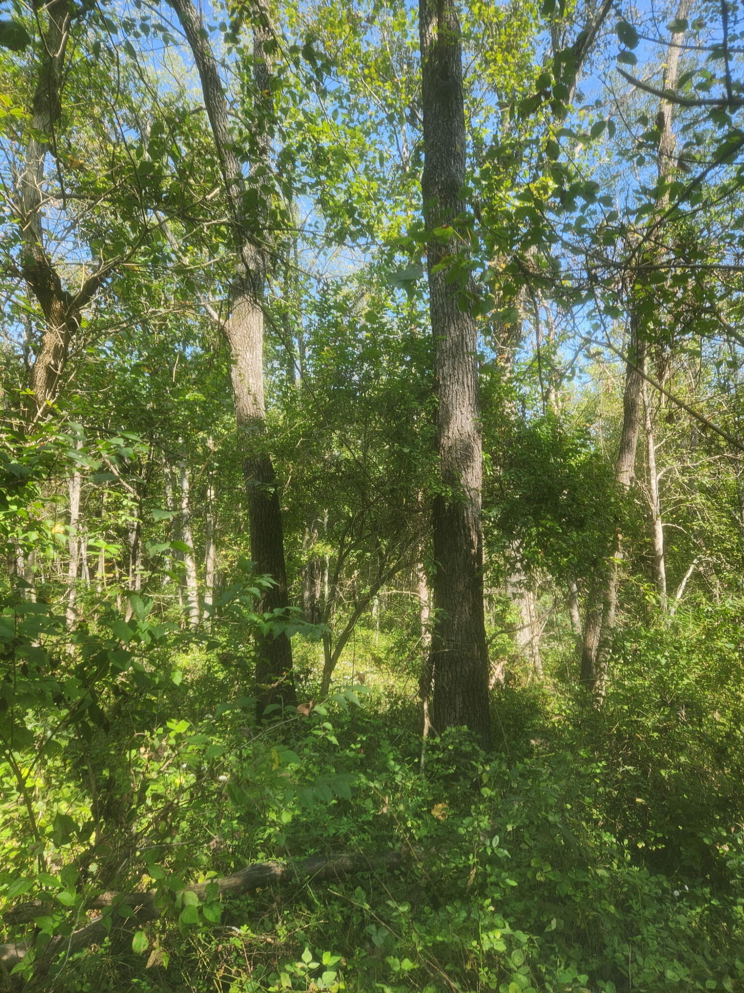 3926 Hogg Ridge Road Williamstown, KY 41097 - Photo 87 of 92 1000004576