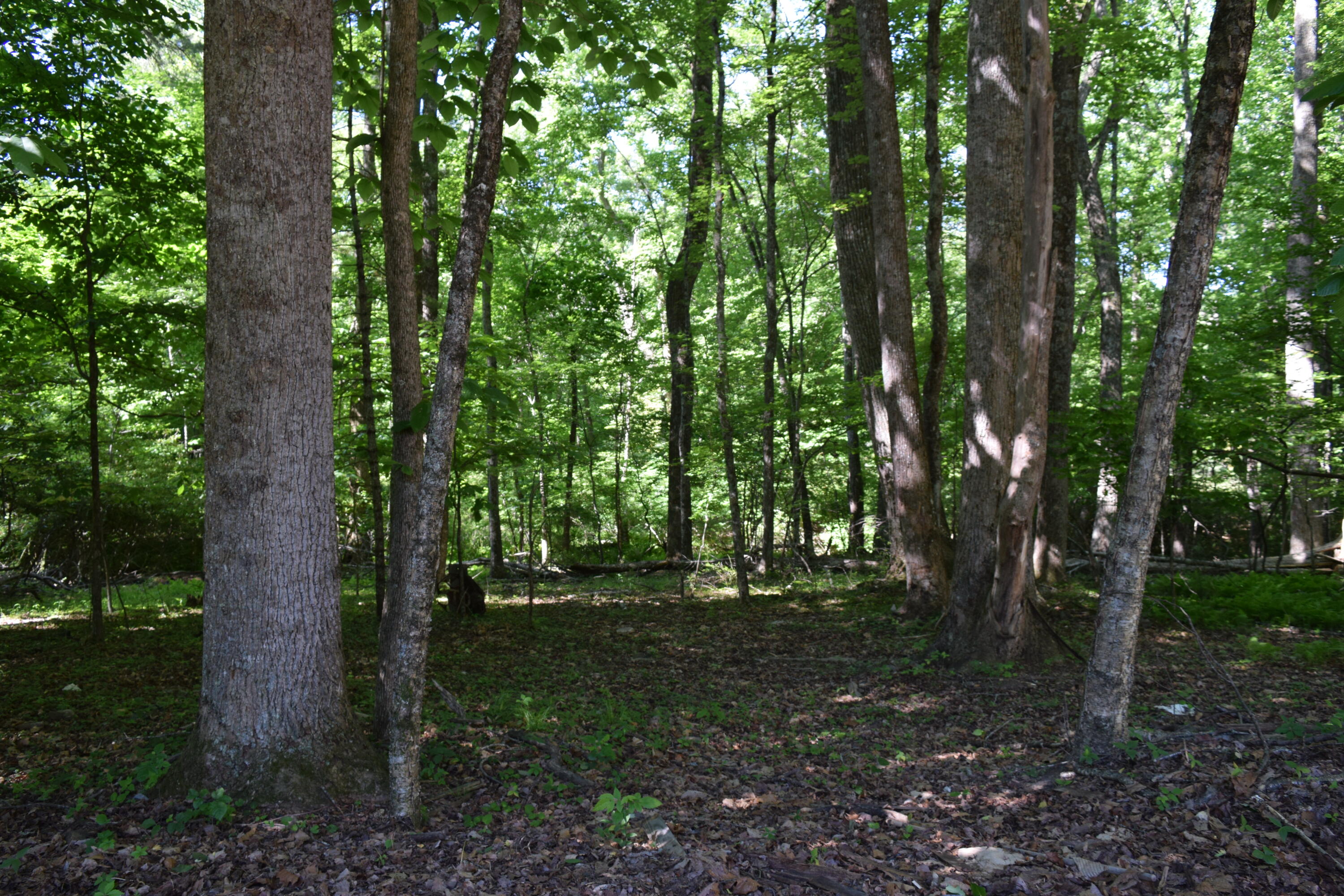 812 Conner Grove Road Southwest Willis, VA 24380 - Photo 57 of 87 DSC_0020