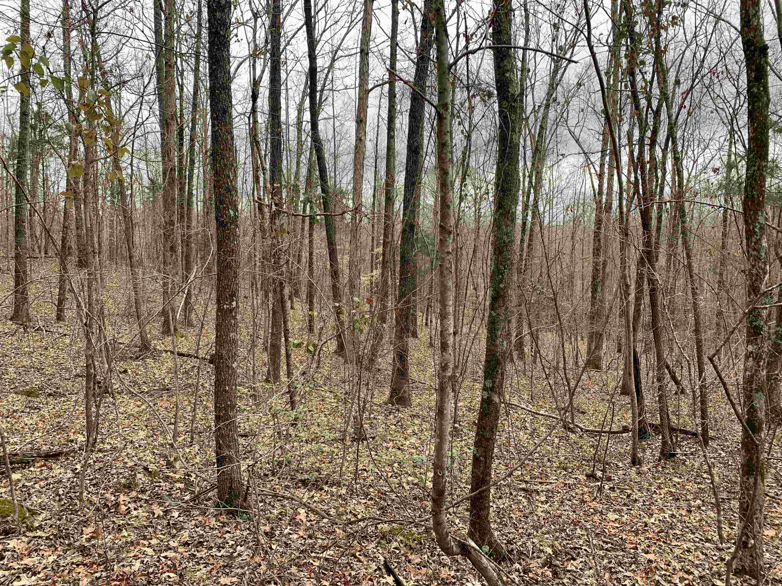 88.5 Acres Road Finger, TN 38334 - Photo 14 of 25