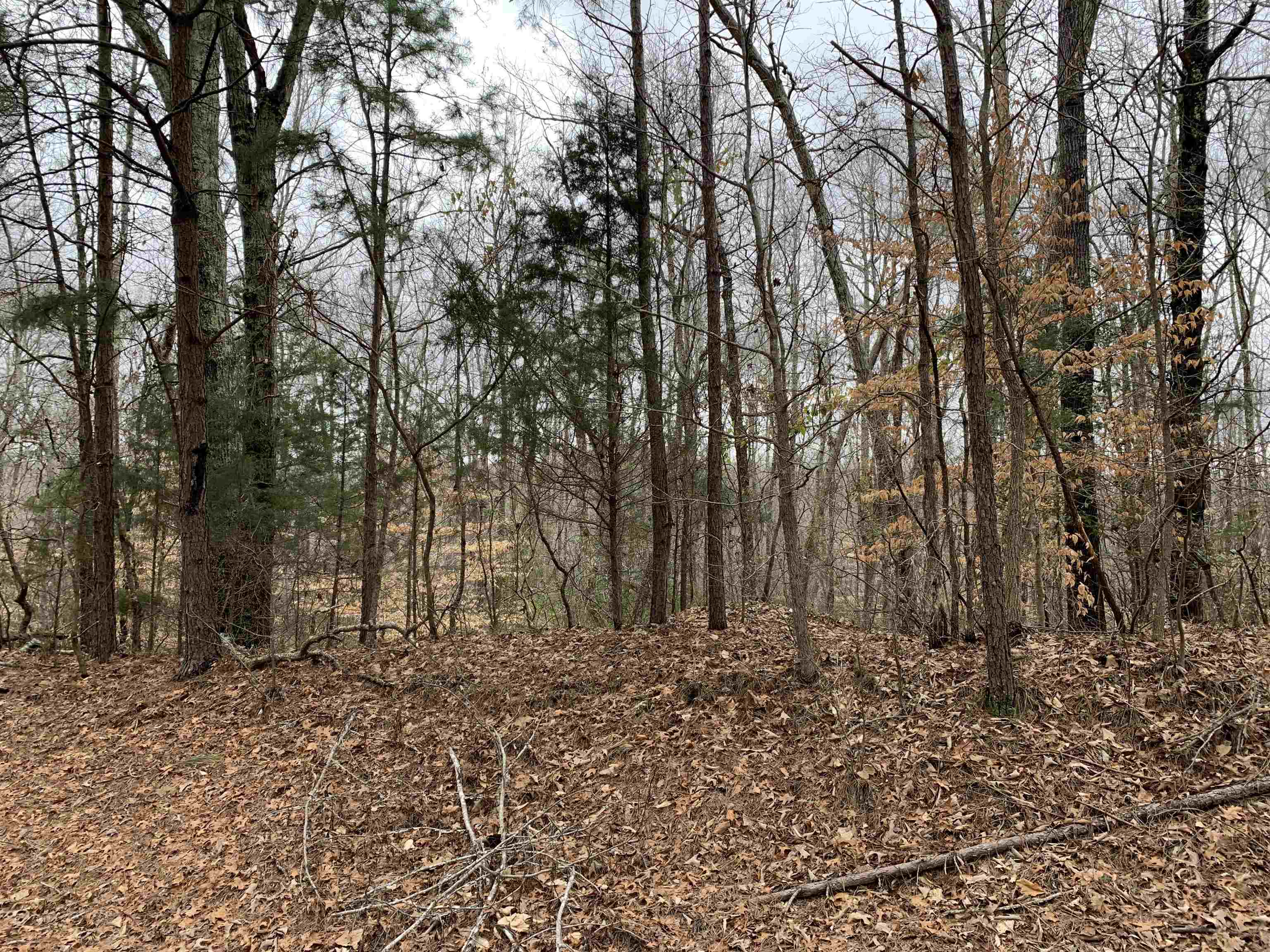 88.5 Acres Road Finger, TN 38334 - Photo 3 of 25