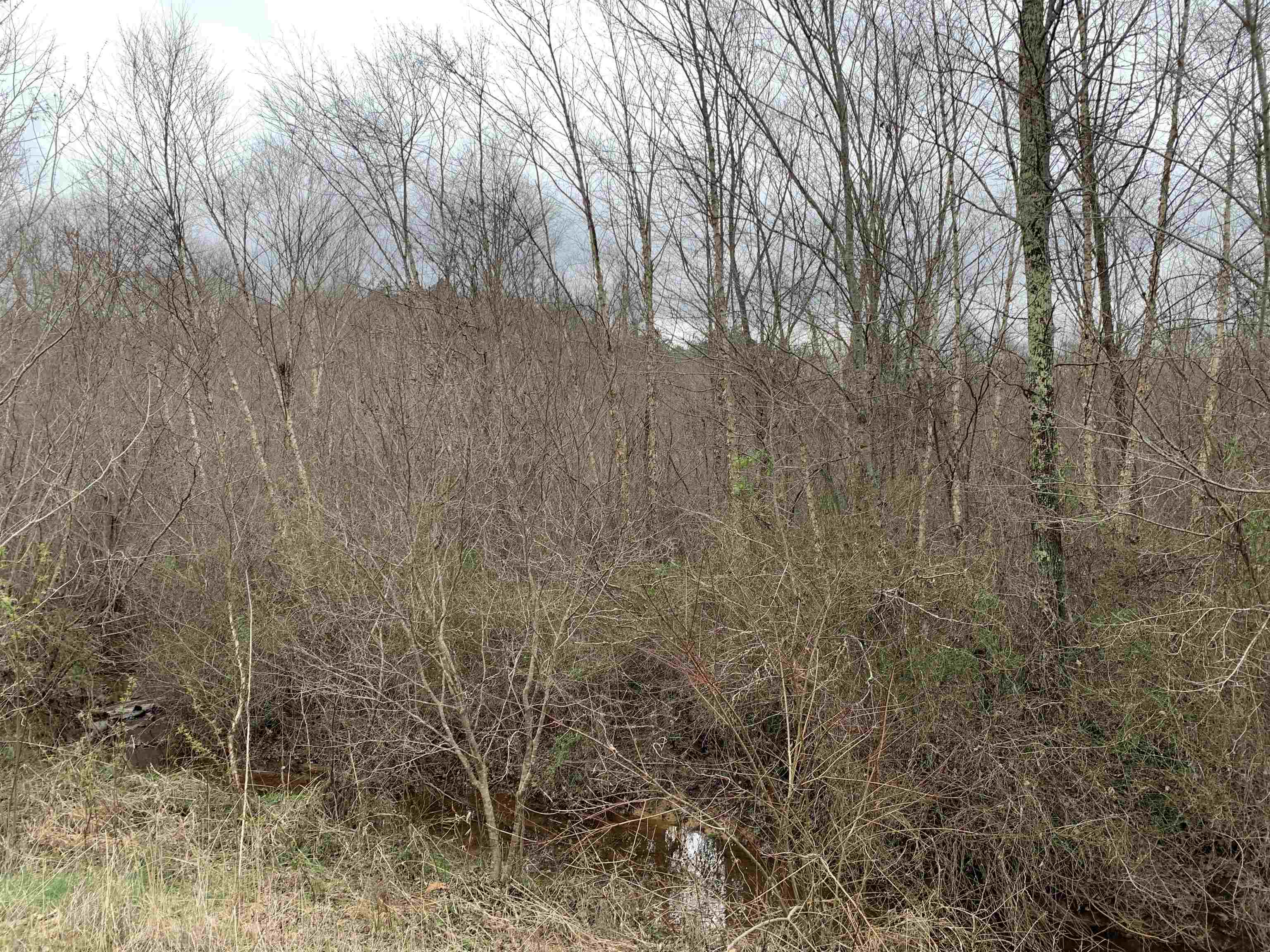 88.5 Acres Road Finger, TN 38334 - Photo 4 of 25