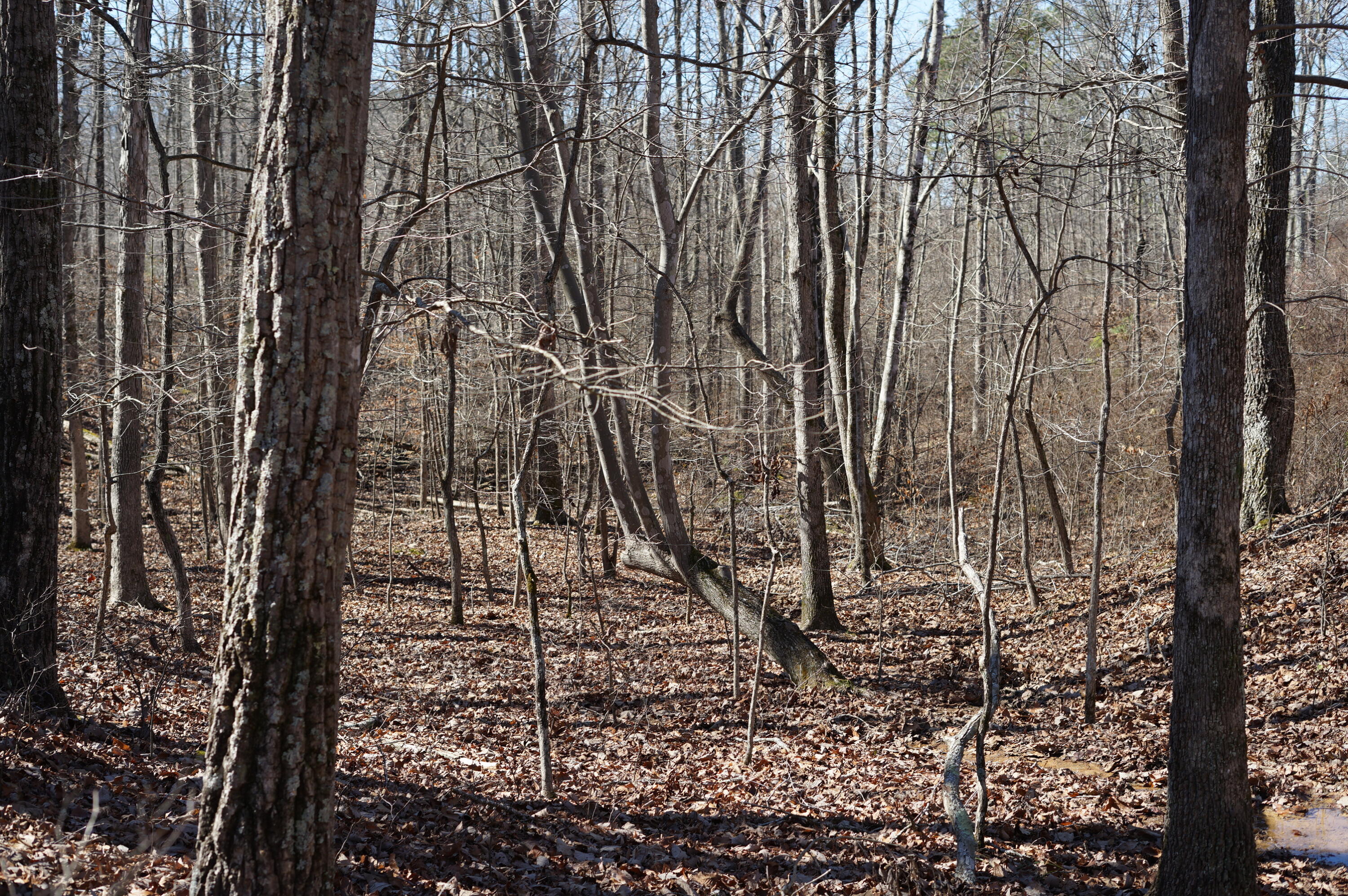 0 Pine Grove Road, Unit 3 Big Sandy, TN 38221 - Photo 5 of 13 DSC00113