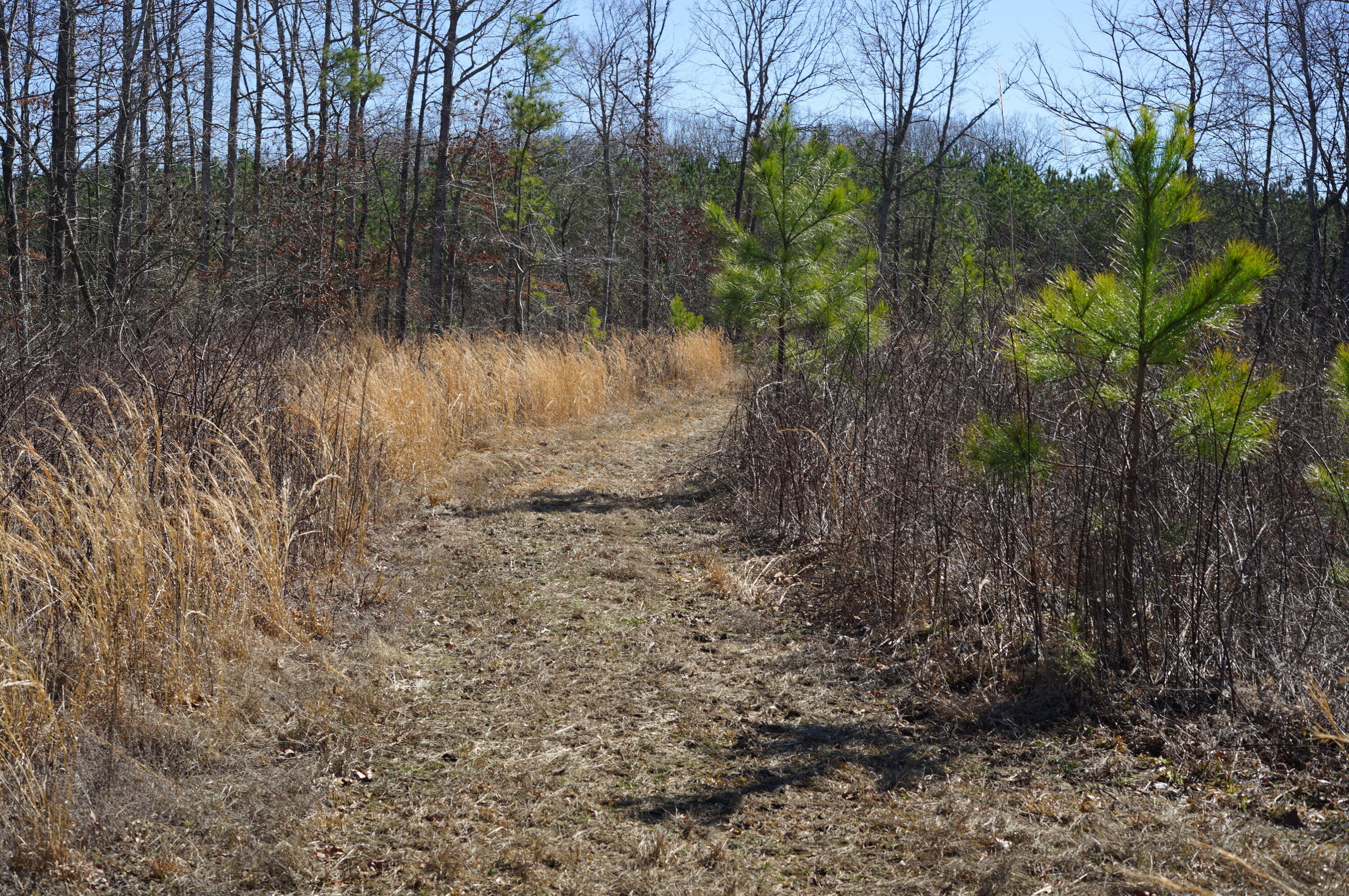 0 Pine Grove Road, Unit 3 Big Sandy, TN 38221 - Photo 8 of 13 DSC00096