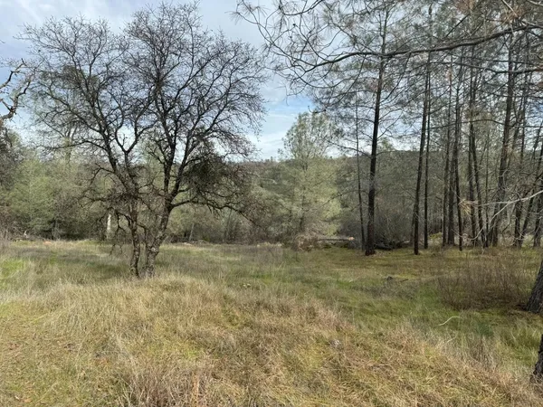 a view of a yard with large trees
