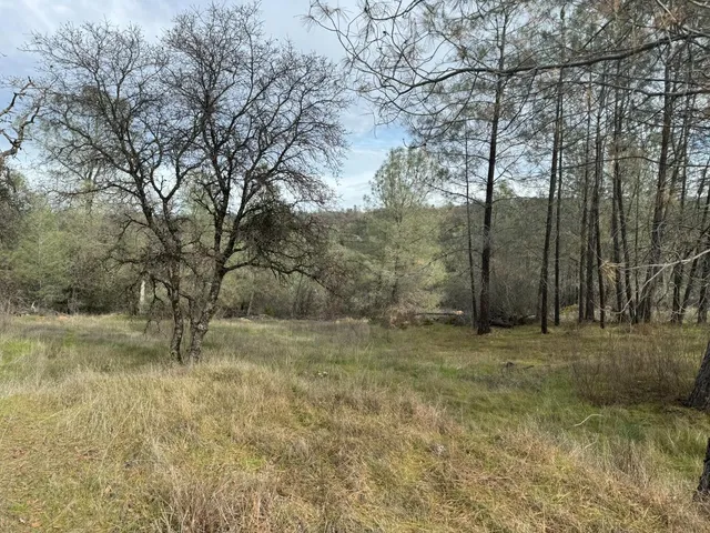 a view of a yard with large trees
