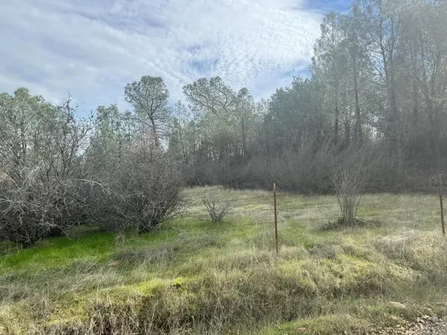 a view of a forest with trees in the background