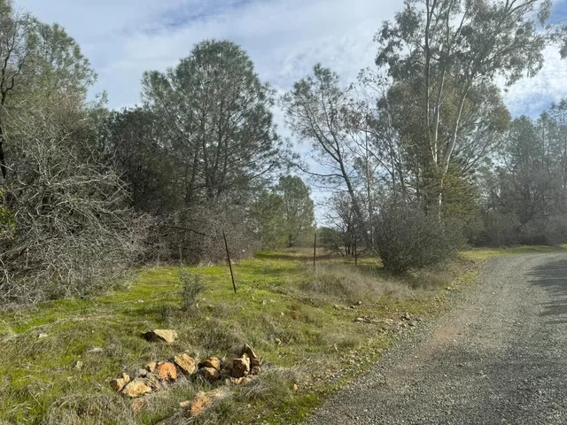 a view of a yard with a tree