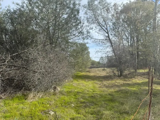 a view of a yard with a tree