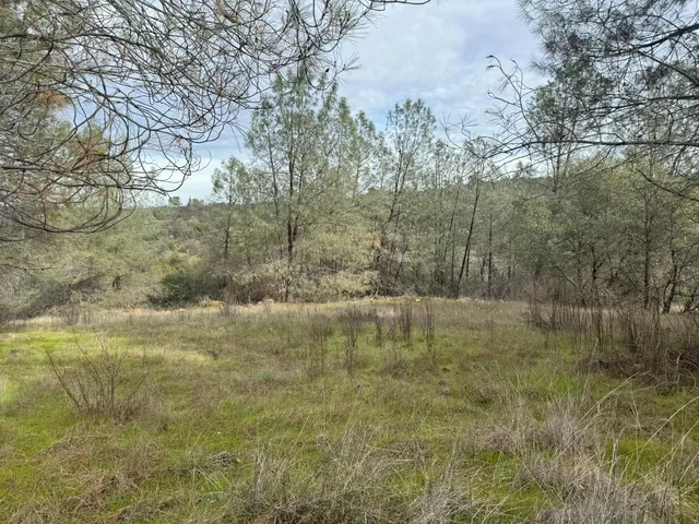 a view of a yard with a tree