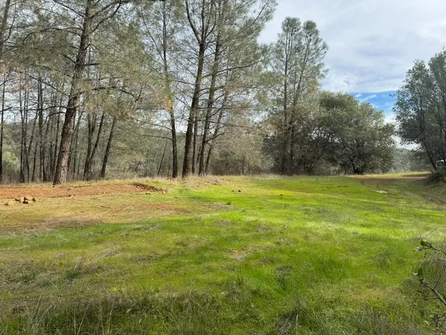 a view of a yard with a tree