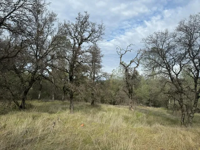 a view of a yard with large trees