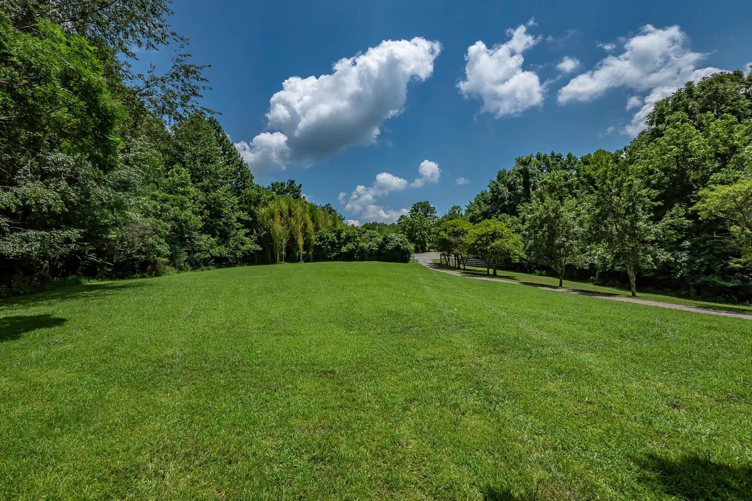 a view of a big yard with potted plants and large tree