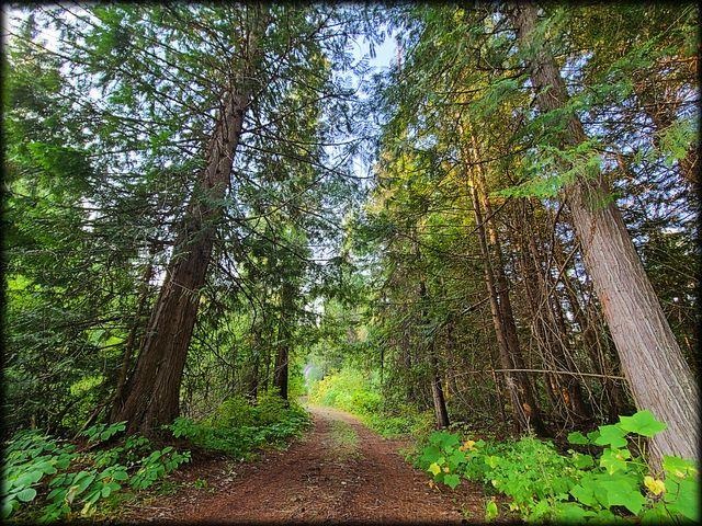3980 Old Garvey Road Colville, WA 99114 - Photo 3 of 38 Gallery Image 3