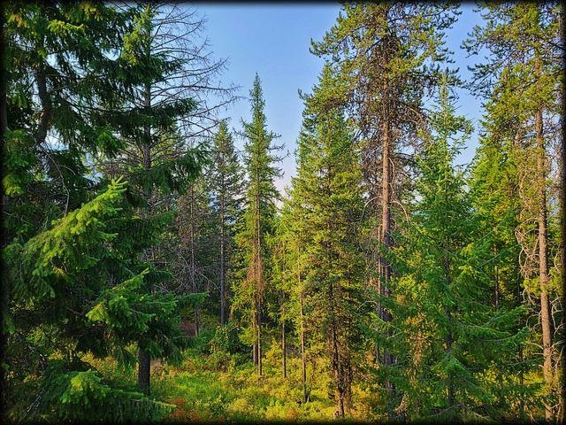 3980 Old Garvey Road Colville, WA 99114 - Photo 37 of 38 Gallery Image 37
