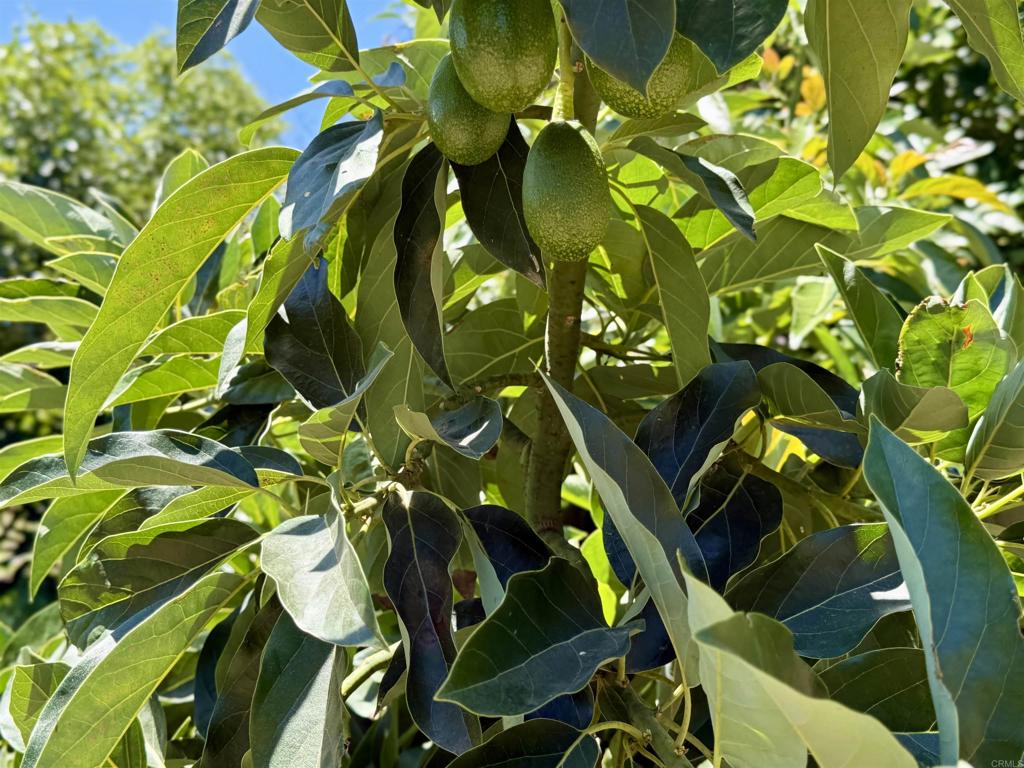 39182 Daily Road Fallbrook, CA 92028 - Photo 35 of 50