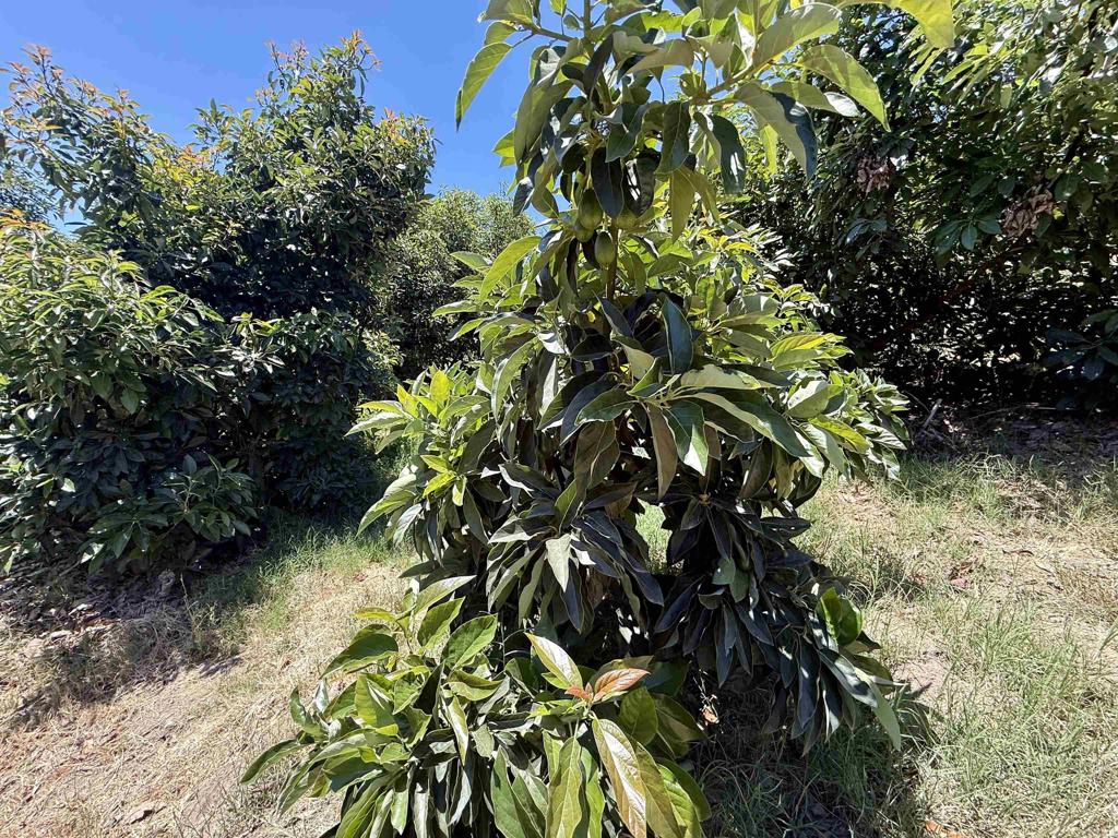 39182 Daily Road Fallbrook, CA 92028 - Photo 36 of 50
