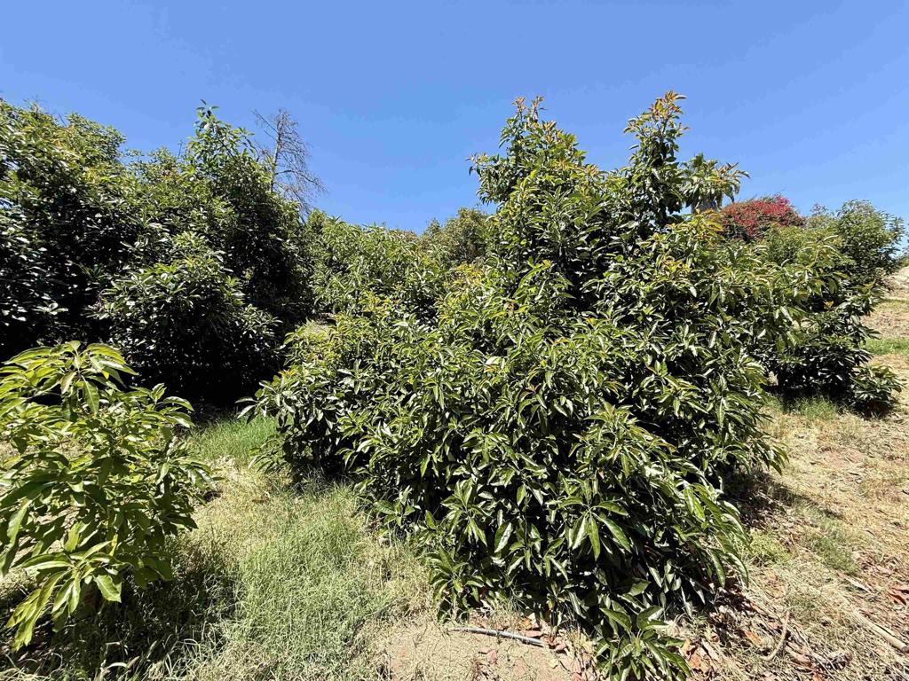 39182 Daily Road Fallbrook, CA 92028 - Photo 39 of 50