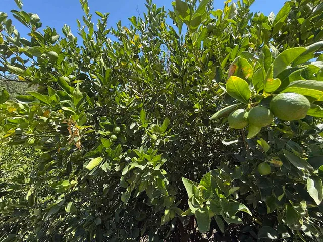 $749,900 | 39182 Daily Road, Fallbrook, CA 92028