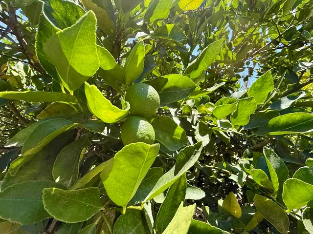 $749,900 | 39182 Daily Road, Fallbrook, CA 92028