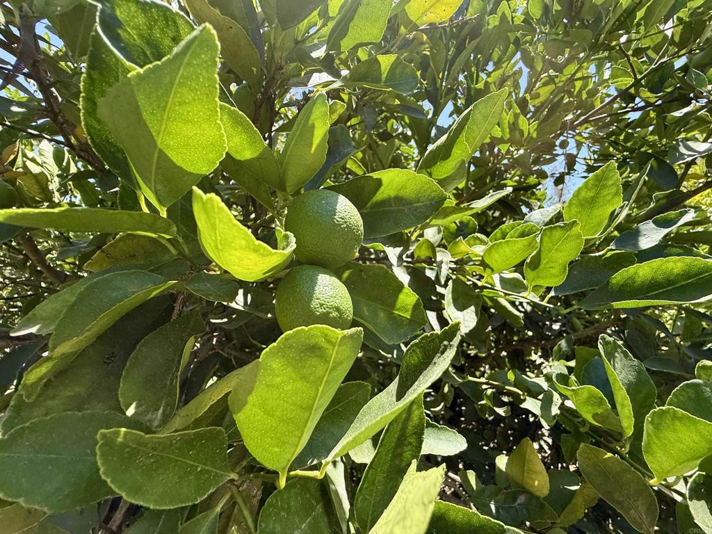 39182 Daily Road Fallbrook, CA 92028 - Photo 44 of 50