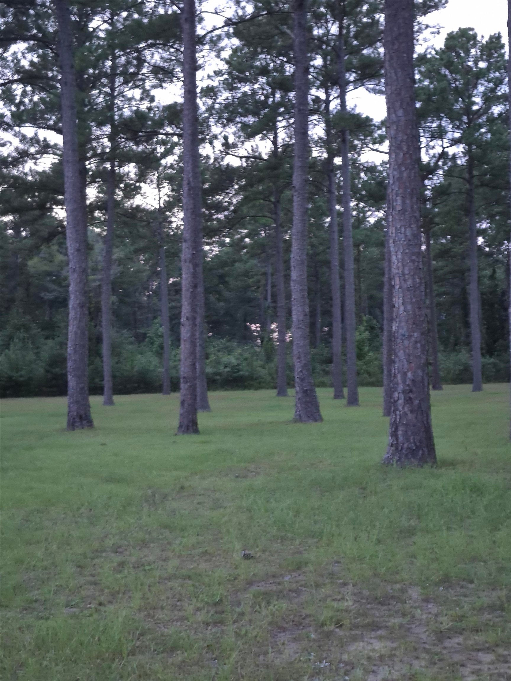 1 Bush Isle Road Andalusia, AL 36421 - Photo 4 of 5 Gallery Image 4