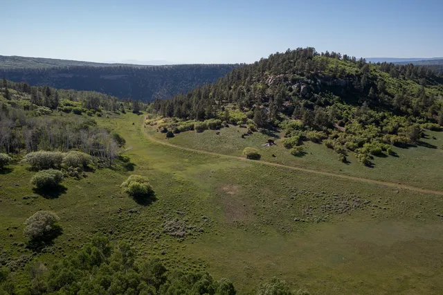 a view of a yard with a tree