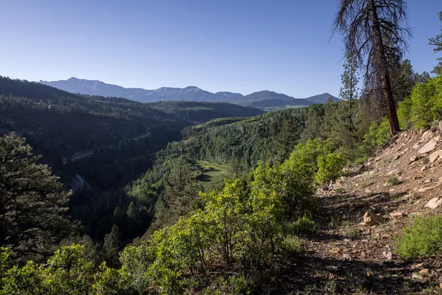 a view of a lush green forest with mountains in the background