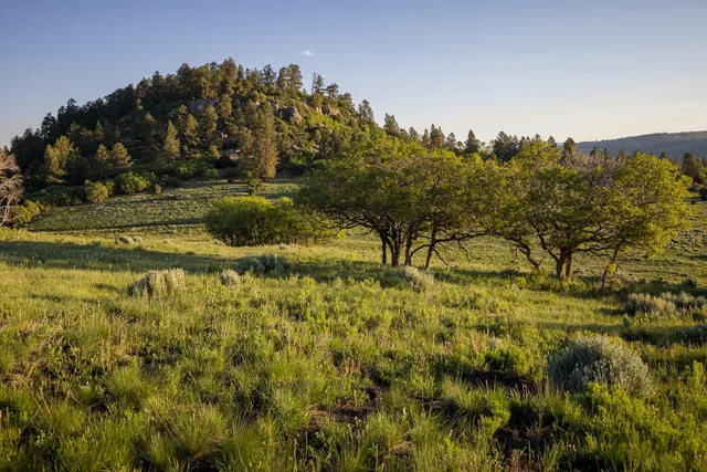 a view of a yard with plants and a bench