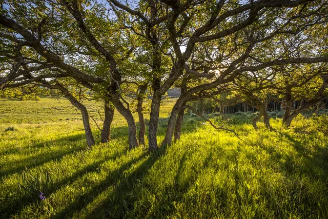a backyard of a house with lots of trees
