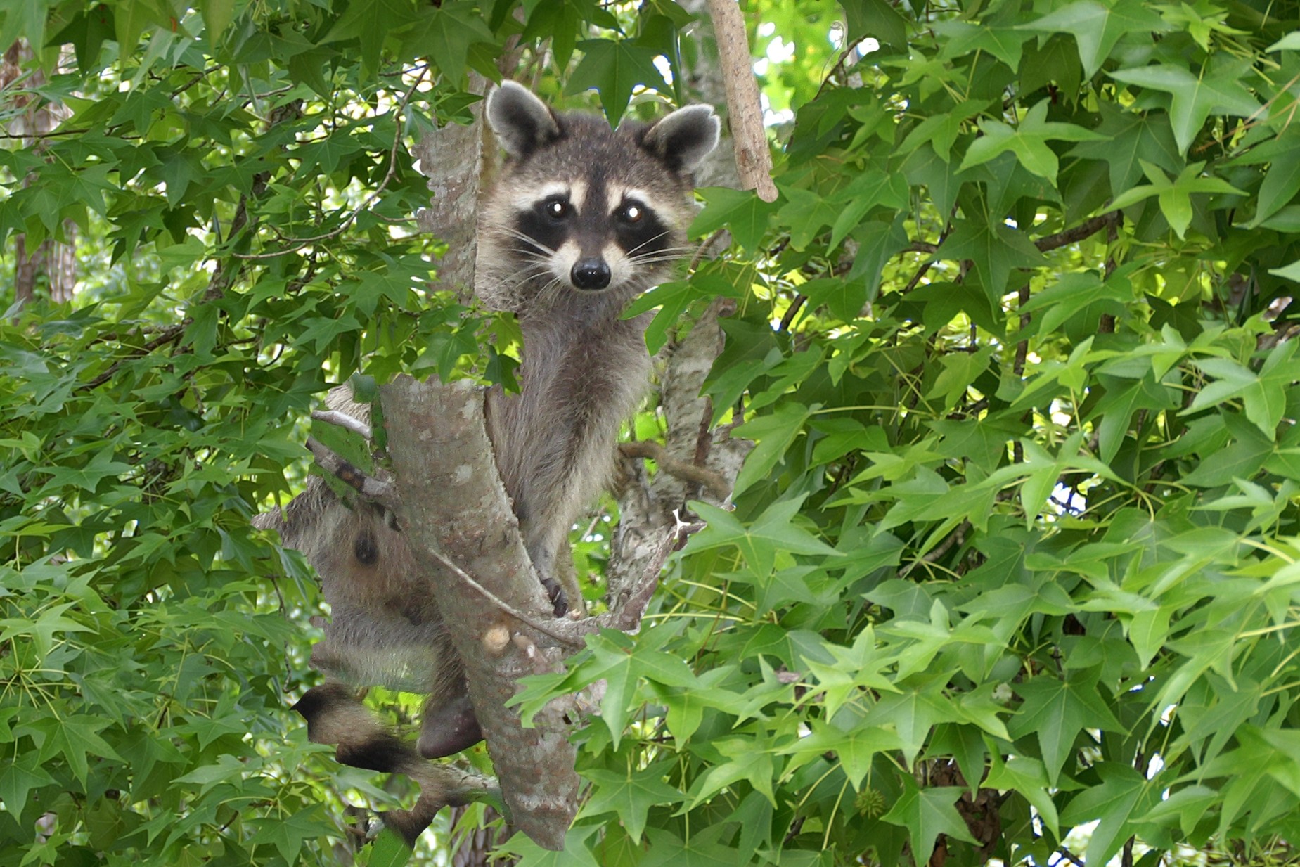 61 Cedar Ridge Cleveland, TX 77327 - Photo 22 of 24 Wildlife is plentiful and strongly protected.