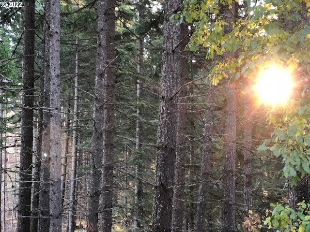 595 Canyon Road Lyle, WA 98635 - Photo 19 of 25 Gallery Image 19