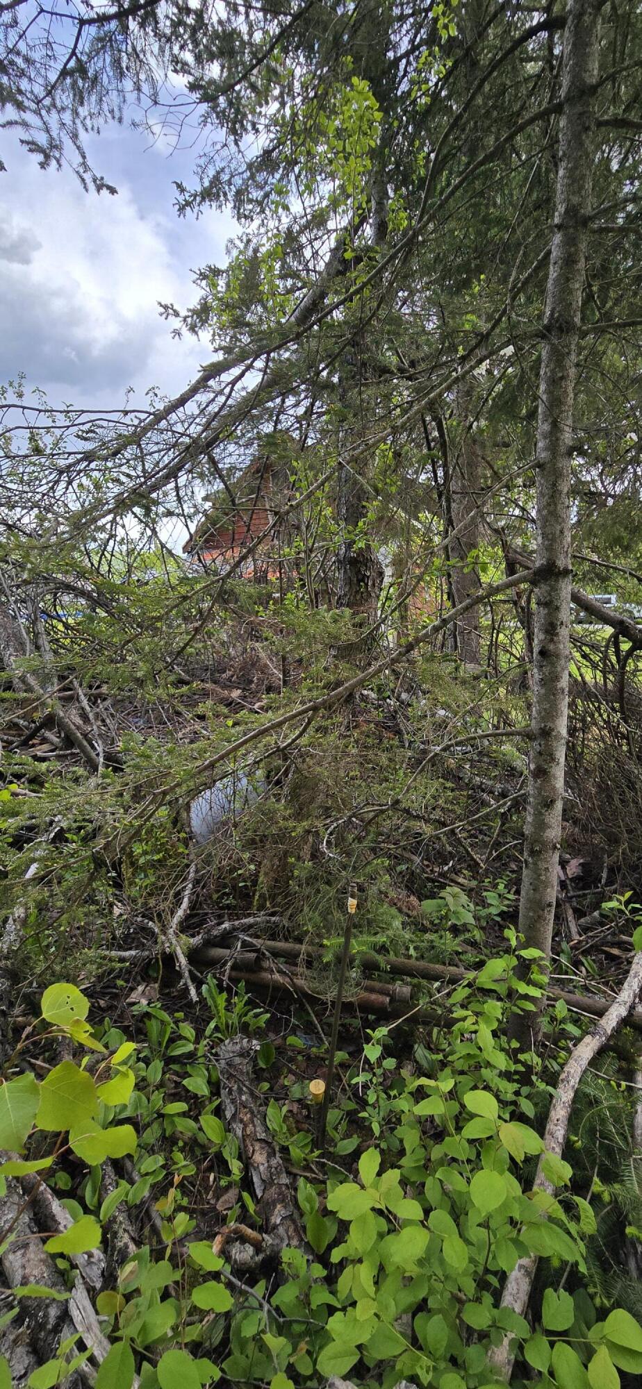 116 Clark Brook Road Wallagrass, ME 04781 - Photo 33 of 33 20260601_142732