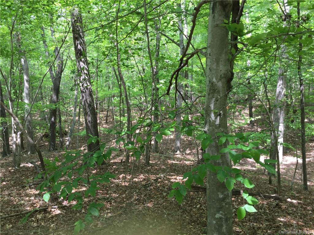 a view of a lush green forest