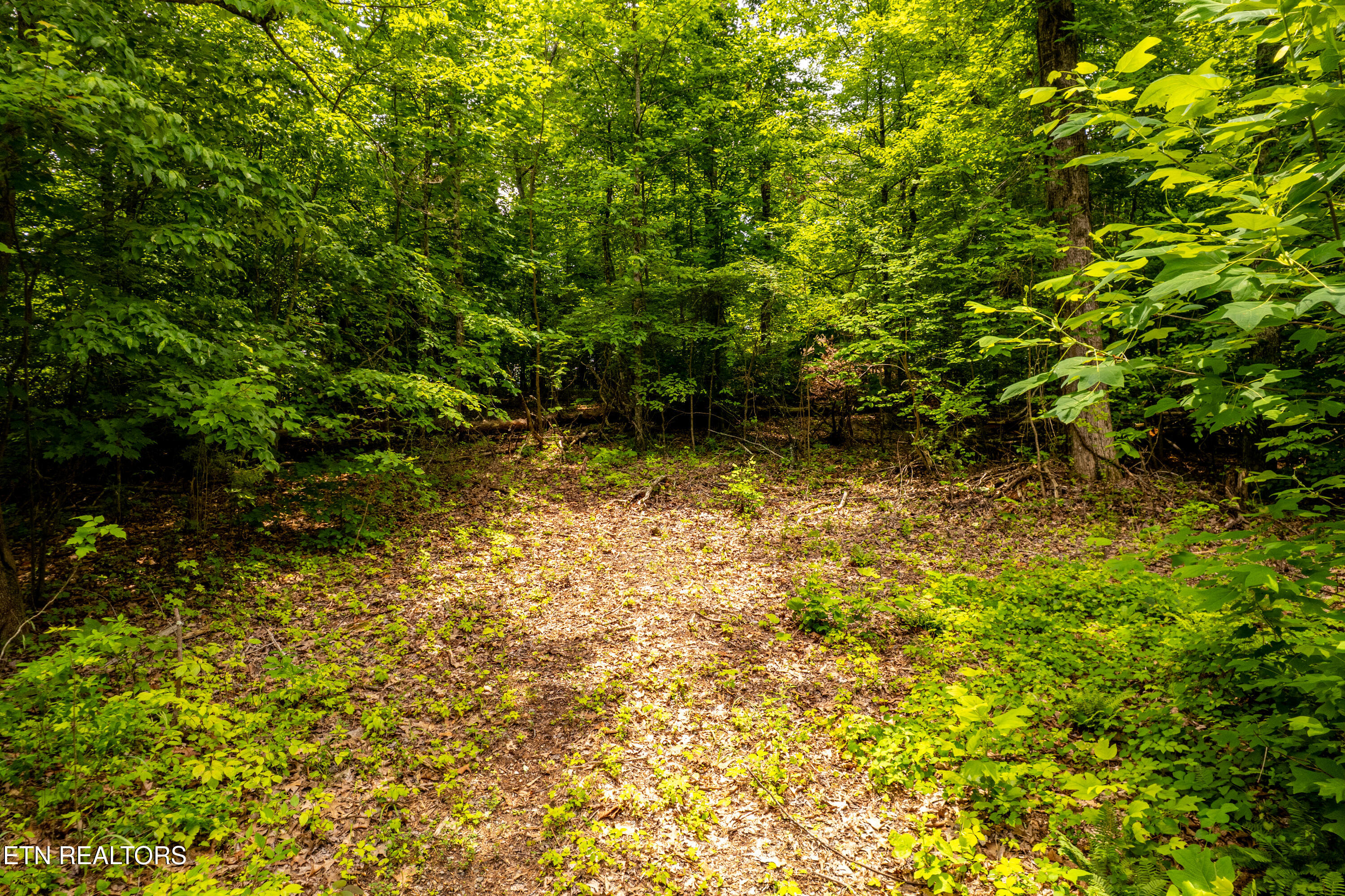 2353 Dave Smith Road Kodak, TN 37764 - Photo 5 of 15 2353DaveSmithRd-3