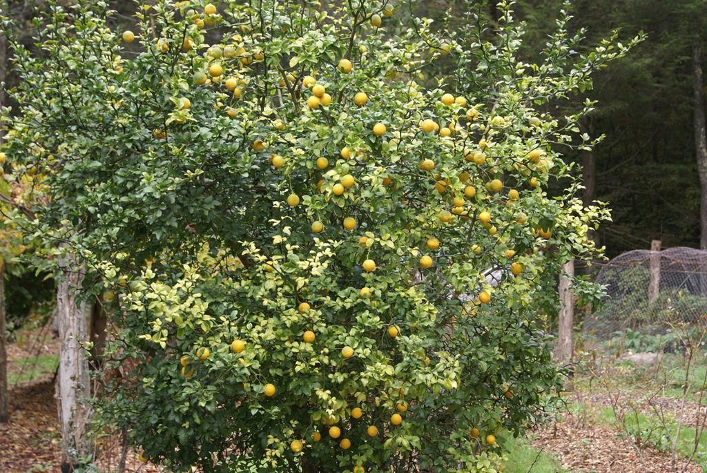 740 Little Rock Creek Road Cherry Log, GA 30522 - Photo 91 of 98 Gallery Image 91