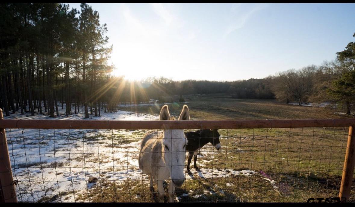900 Primrose Road Gilmer, TX 75644 - Photo 19 of 38