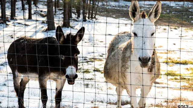 $450,000 | 900 Primrose Road, Gilmer, TX 75644