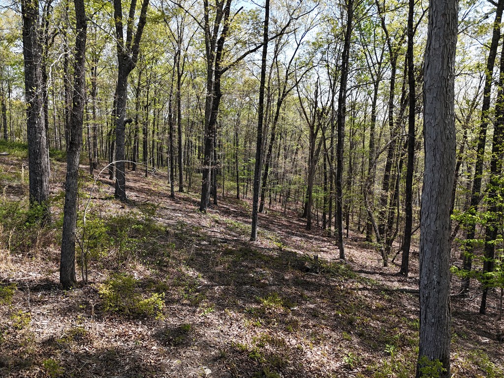 Lot 20 Blalock Mountain Road Talking Rock, GA 30175 - Photo 11 of 29