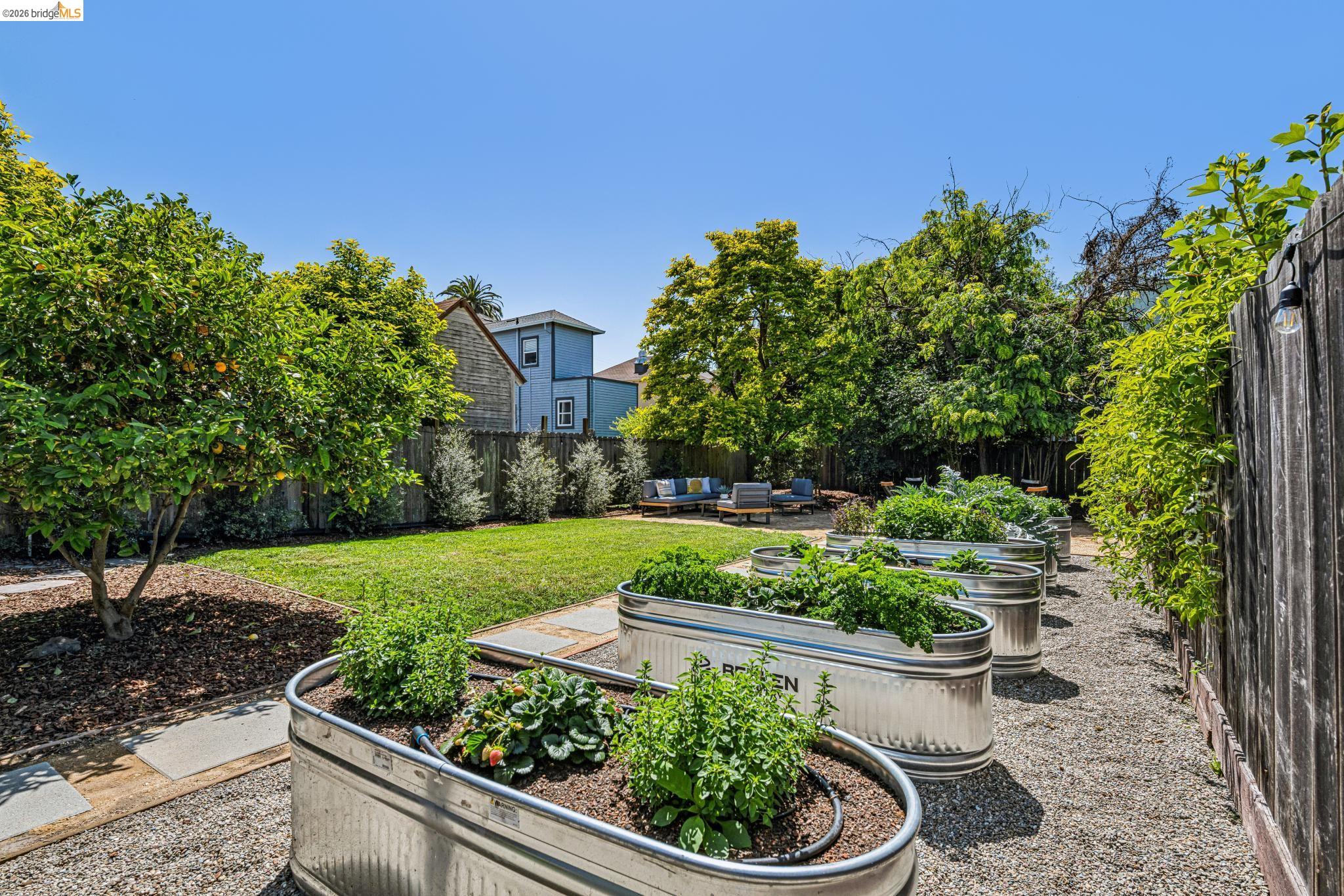6521 Dover Street Berkeley, CA 94703 - Photo 50 of 80 Expansive outdoor space featuring raised garden beds, a gravel pathway, a manicured lawn, a mature citrus tree, and a wooden perimeter fence