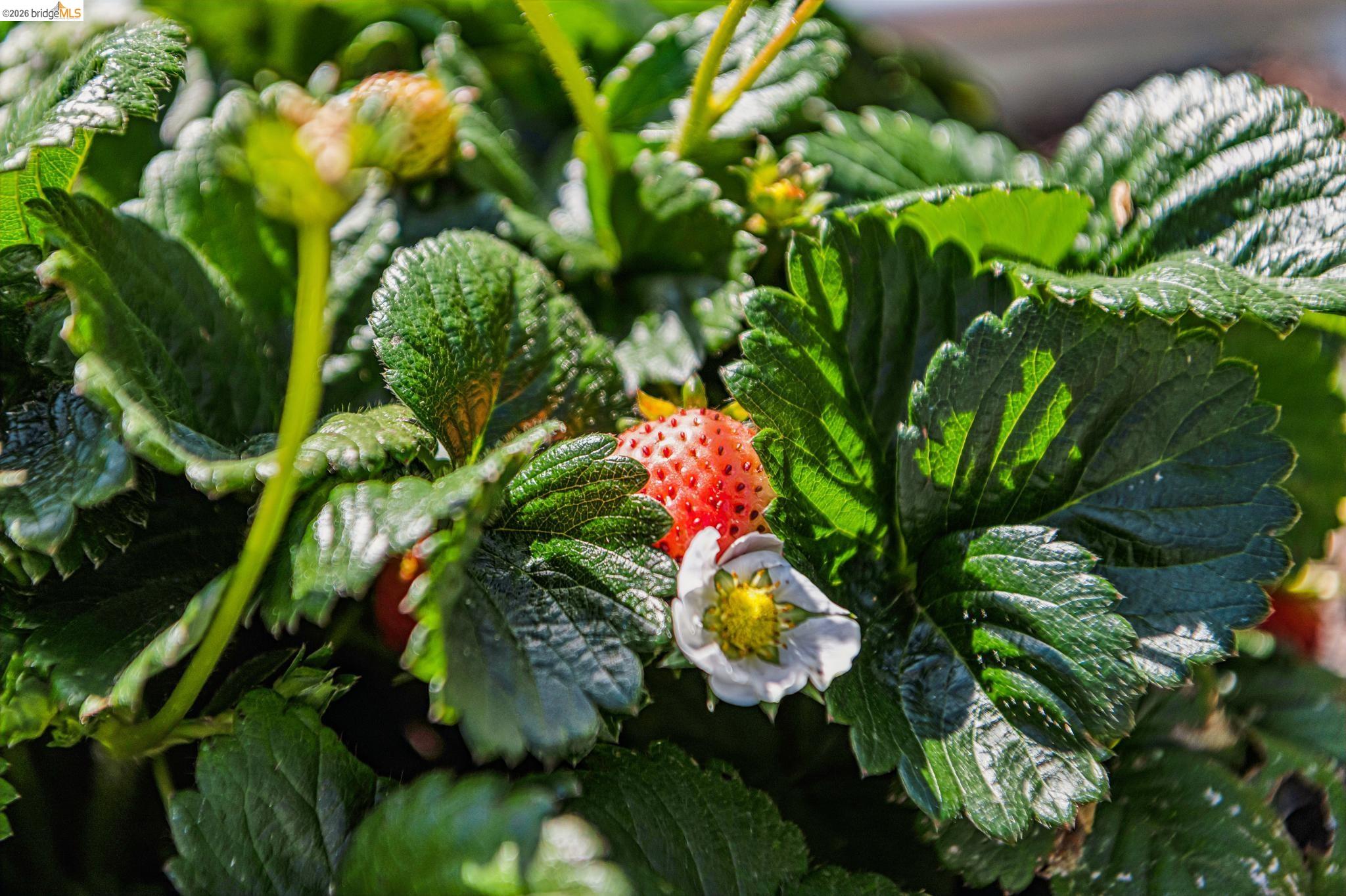 6521 Dover Street Berkeley, CA 94703 - Photo 52 of 80 Garden space featuring lush foliage, ripening berries, delicate white blossoms, and vibrant green leaves