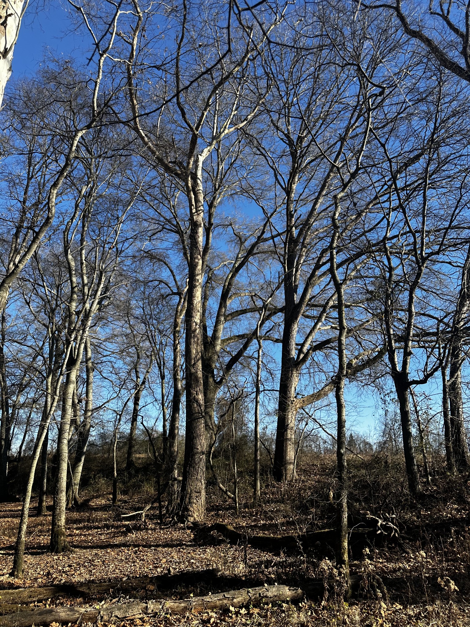 1 Aedc Road Decherd, TN 37398 - Photo 18 of 24 a view of a yard with large trees