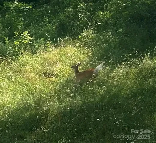 $115,000 | 18103 Highway 194, Grassy Creek, NC 28631