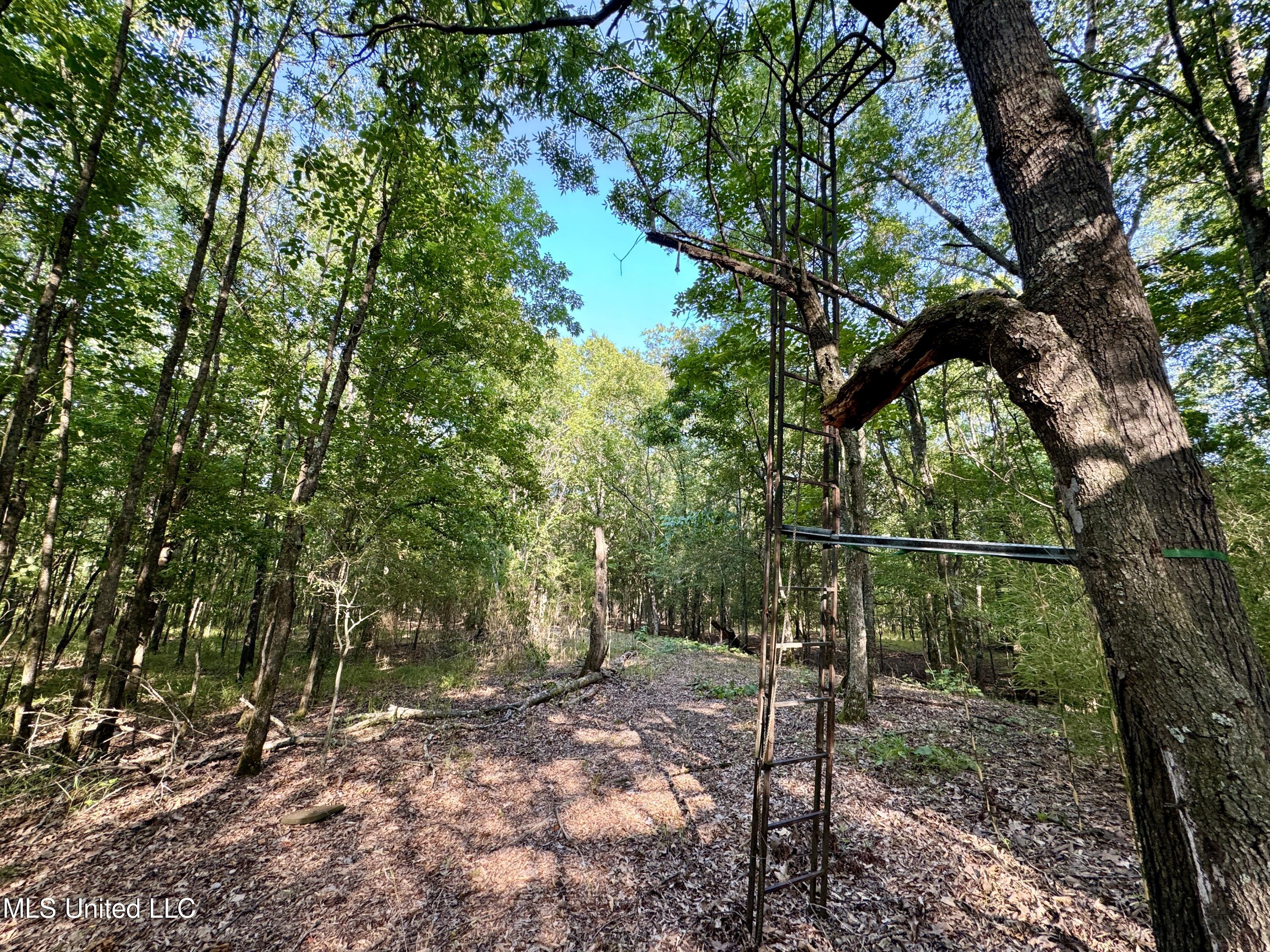 Eason Road Lambert, MS 38643 - Photo 50 of 66 IMG_4856~photo-full