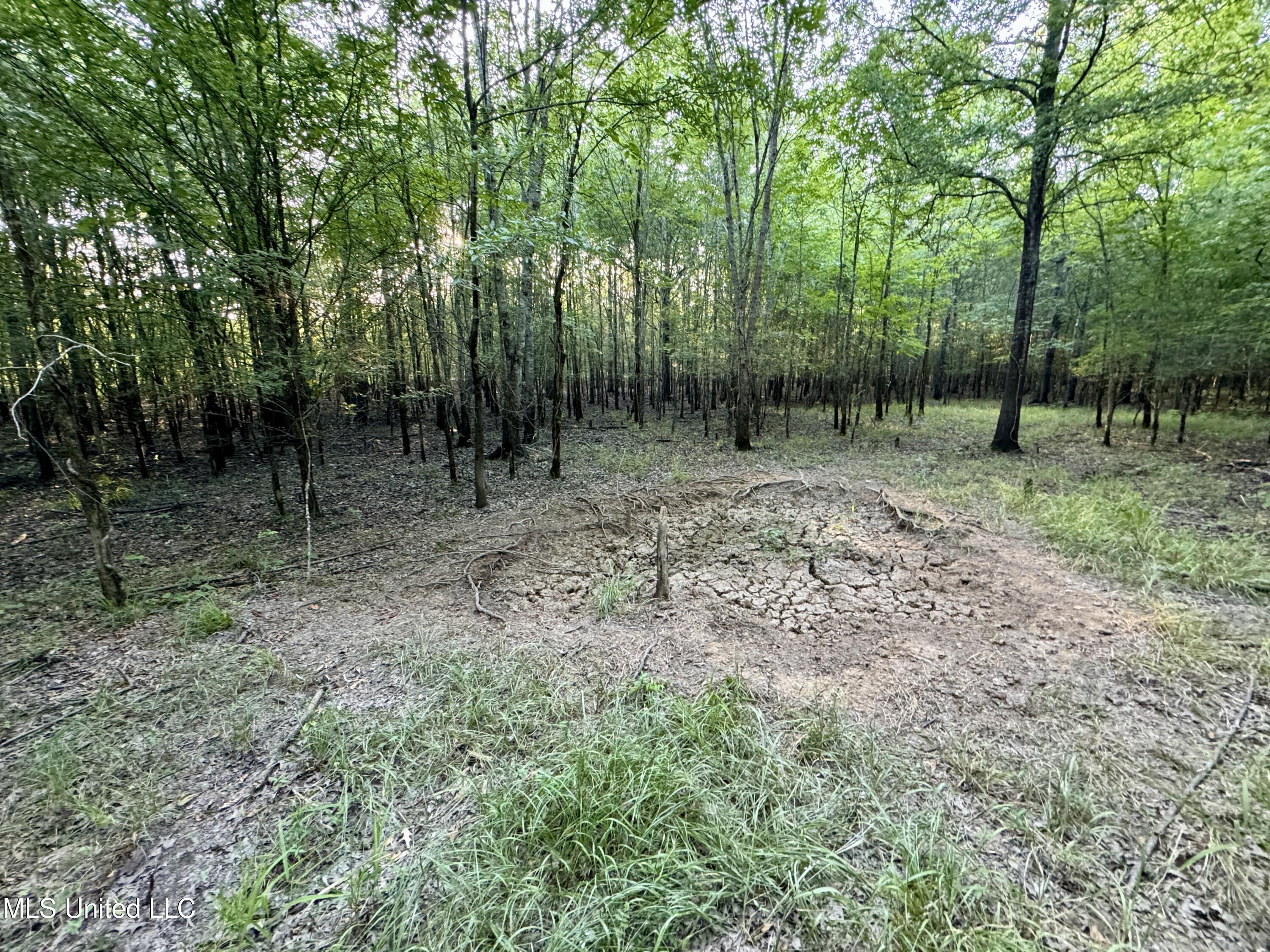 Eason Road Lambert, MS 38643 - Photo 64 of 66 IMG_4870~photo-full