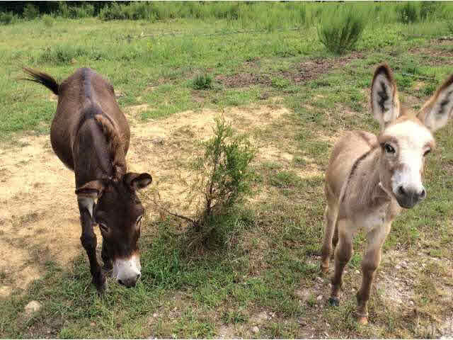 Charlie Winston Road Bullock, NC 27507 - Photo 2 of 18 Photo 2