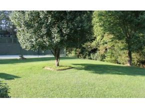 5548 Kilgore Road Wise, VA 24293 - Photo 20 of 21 Mature Trees