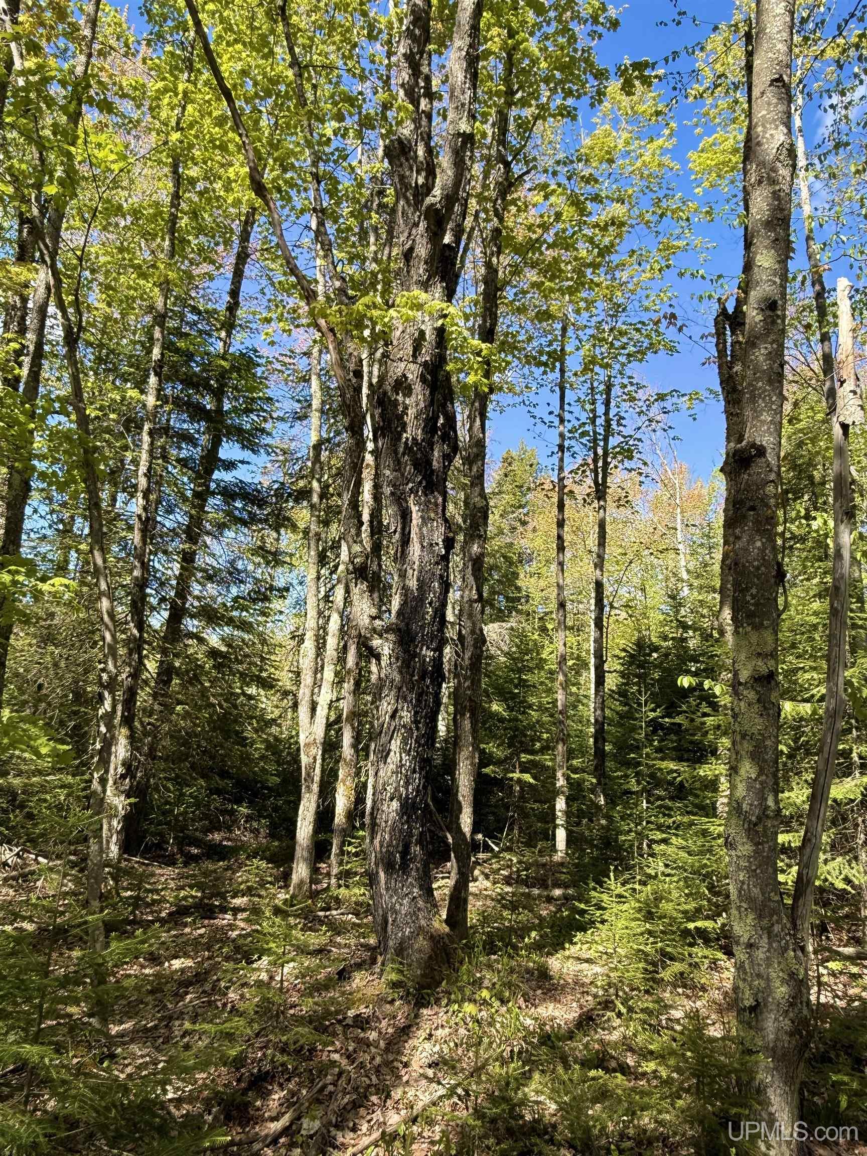 Langford Lake Road Watersmeet, MI 49969 - Photo 14 of 23