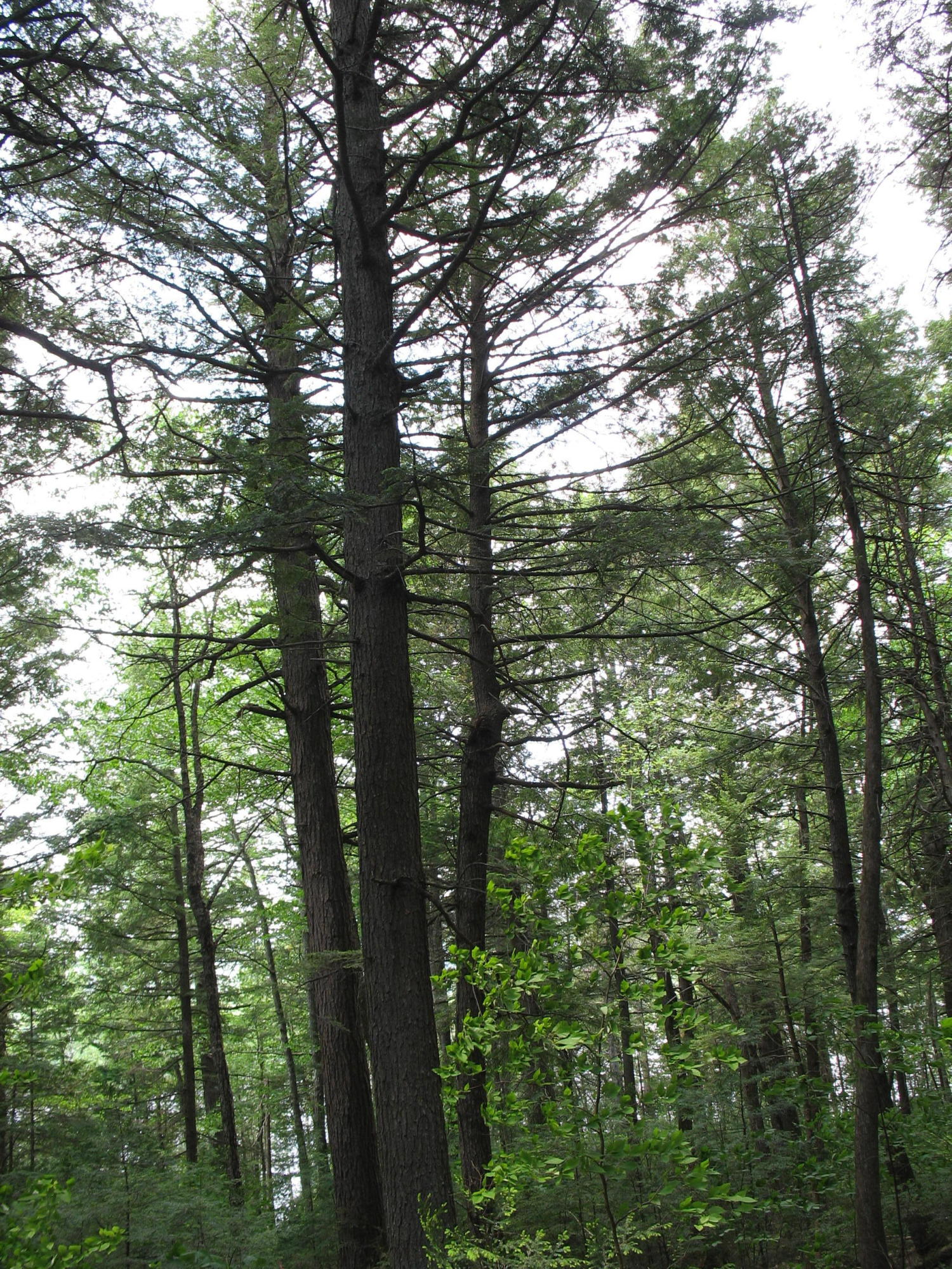 Lot 35 South Shore Road Abbot, ME 04406 - Photo 17 of 22 Whetstone Pond 021
