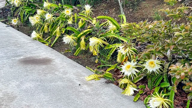 a view of a tree with a plant
