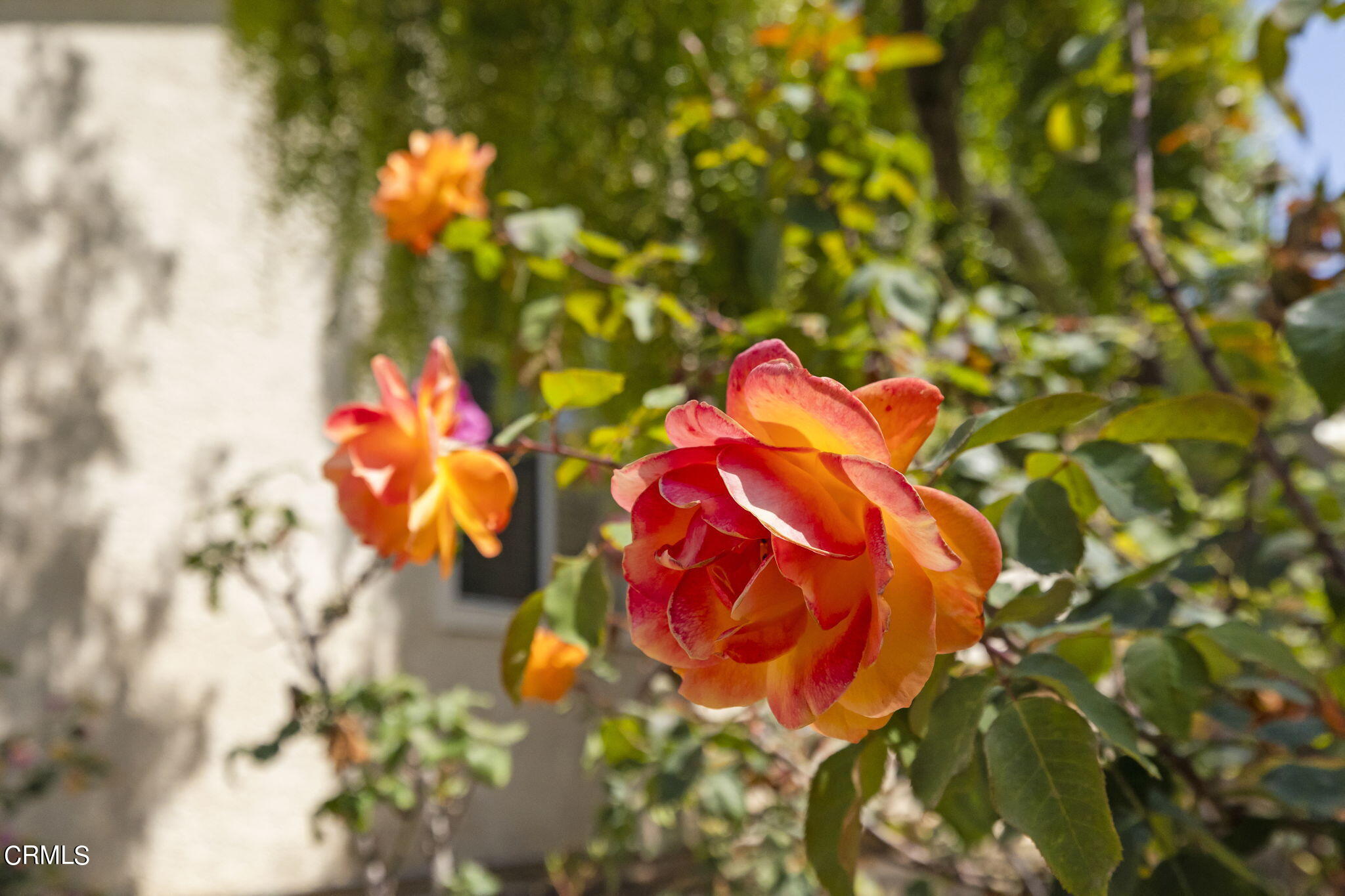 2710 Windcrest Place Oxnard, CA 93036 - Photo 33 of 34